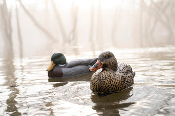 Cupped Waterfowl mallard decoy with bright, lifelike paint for realism.