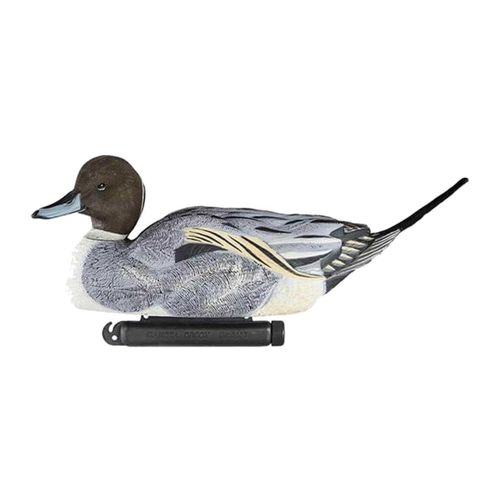 Pintails float naturally on calm water, showcasing textured plumage and true silhouettes.