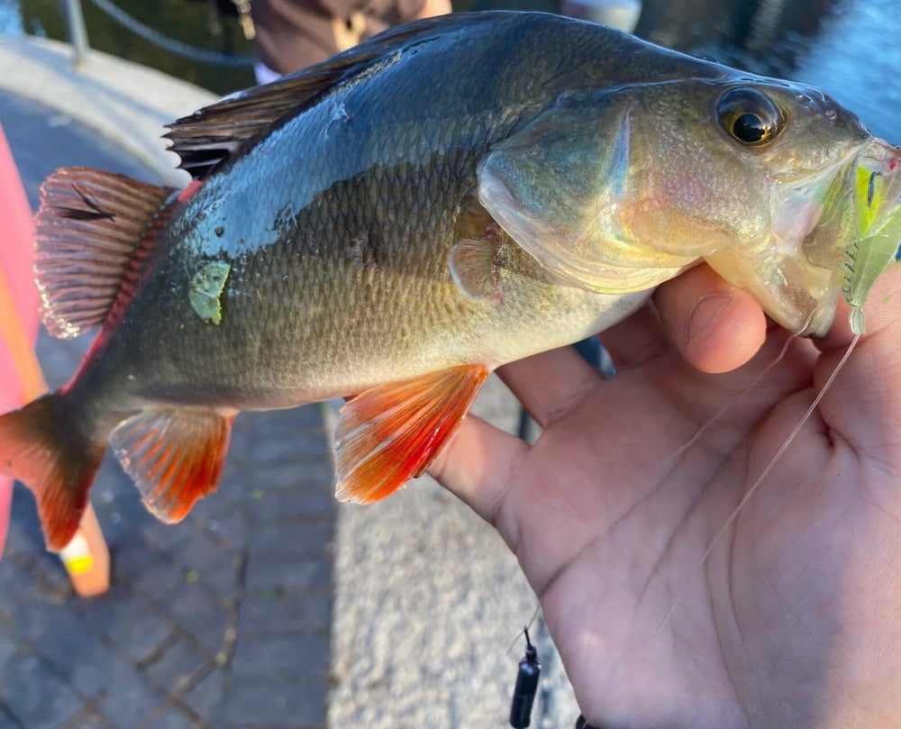 Shrimp lures shown with Texas and Carolina rigs