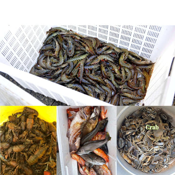 Suitable for freshwater and saltwater fishing (shrimp, crab, fish, crawdad)