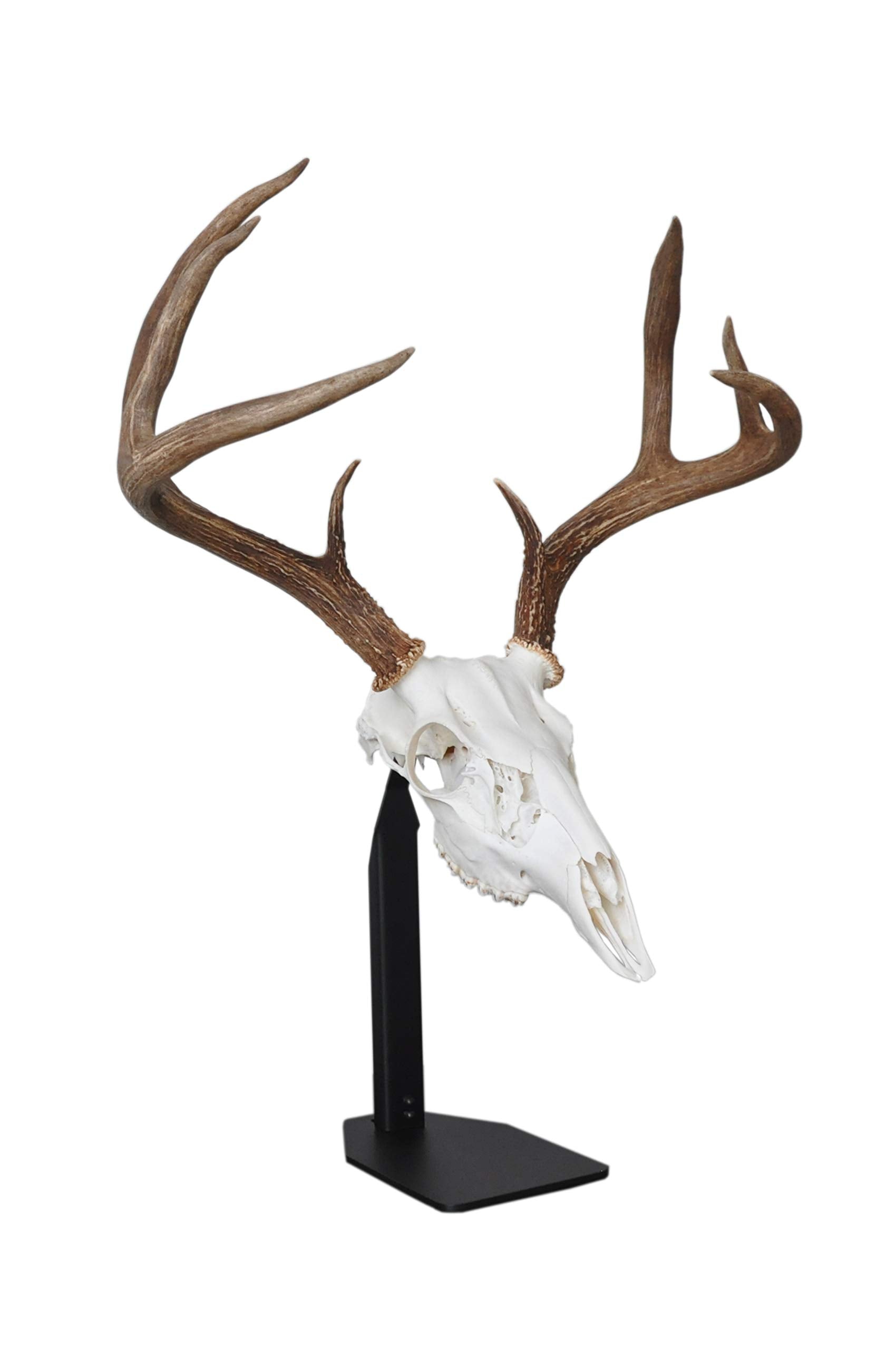 DEAD ON DISPLAY desktop mount secures a trophy with American-made reliability.