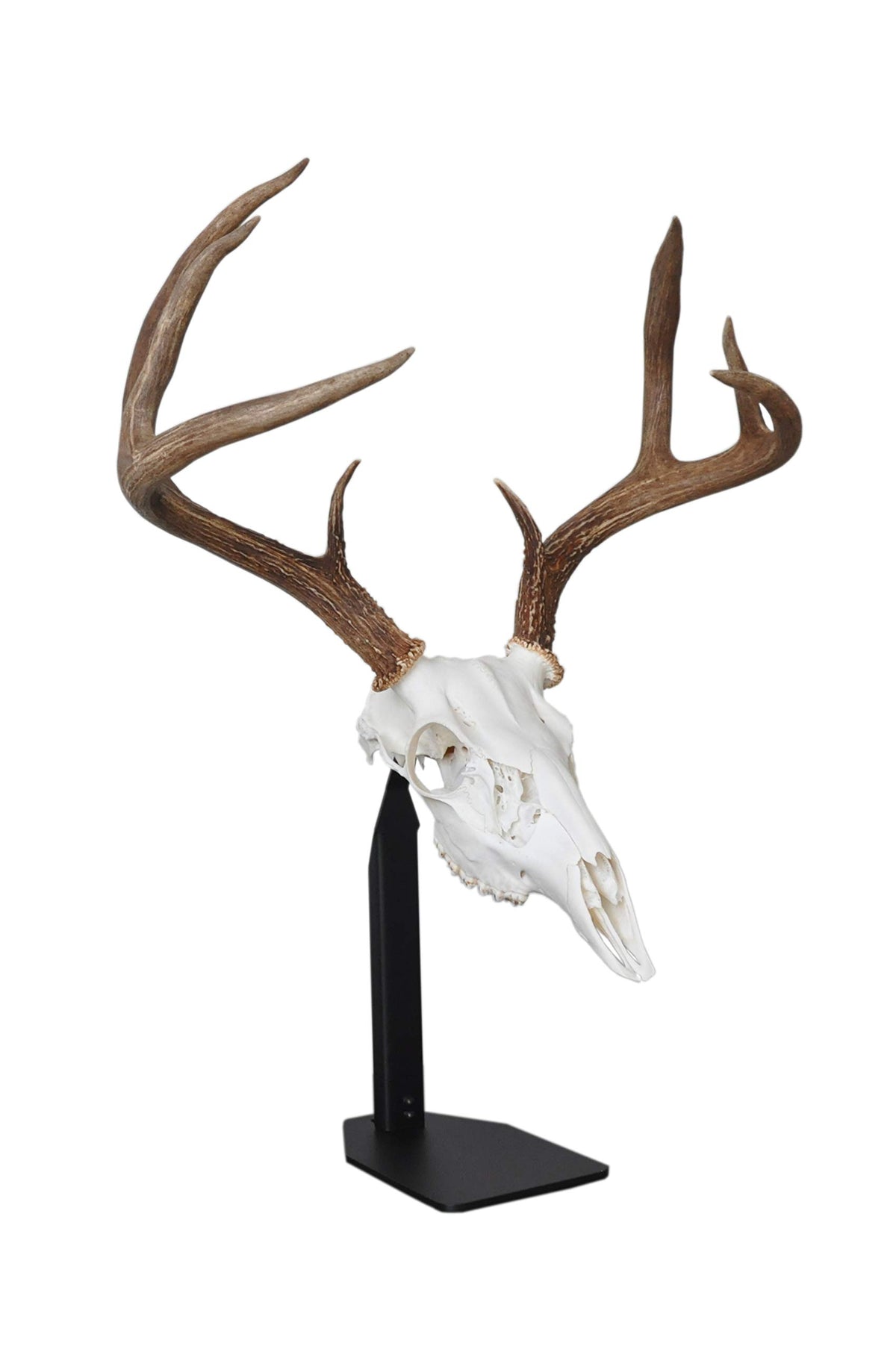 DEAD ON DISPLAY desktop mount secures a trophy with American-made reliability.