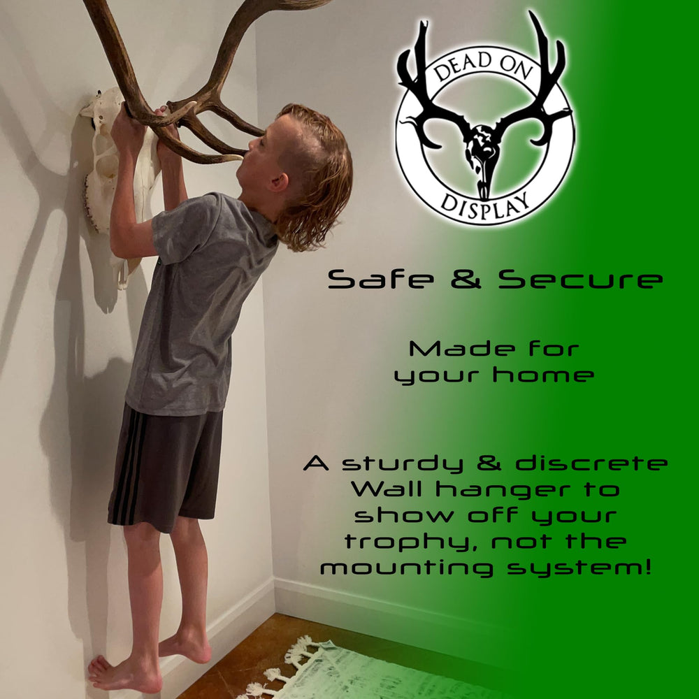 DEAD ON DISPLAY mule-deer-skull mounted on wall trophy display