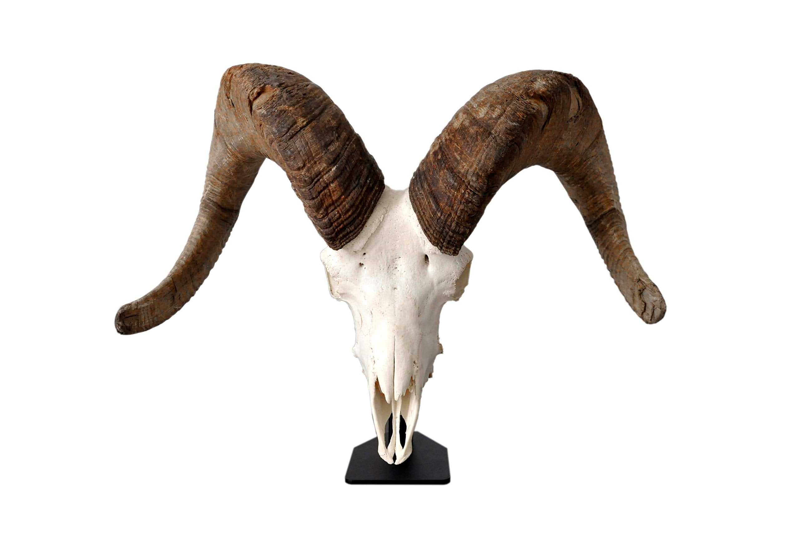 DEAD ON DISPLAY Rocky Mountains origin highlights American craftsmanship.