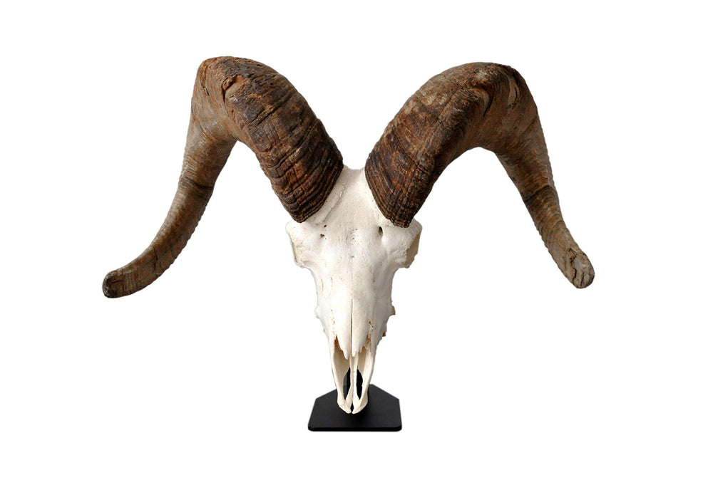 DEAD ON DISPLAY Rocky Mountains origin highlights American craftsmanship.