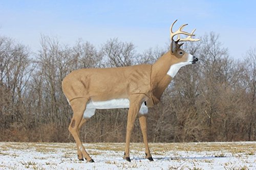 Antler tip to ground 58 inches, body width 13 inches