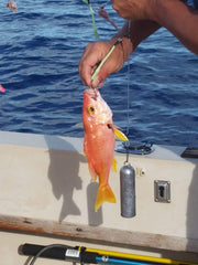Full deep drop rig setup showing mainline swivel and bottom weight