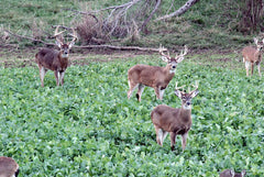 Deer browsing Winter-Greens in a snow-covered plot