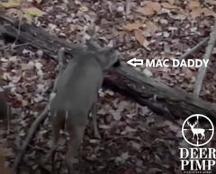 DEER PIMP MAC Daddy Trifecta Estrus cartridge enables real buck attraction.