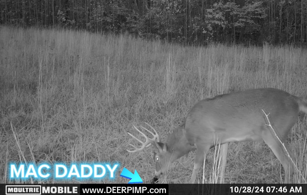 DEER PIMP MAC Daddy Trifecta Regular Doe cartridge offers steady local scent.
