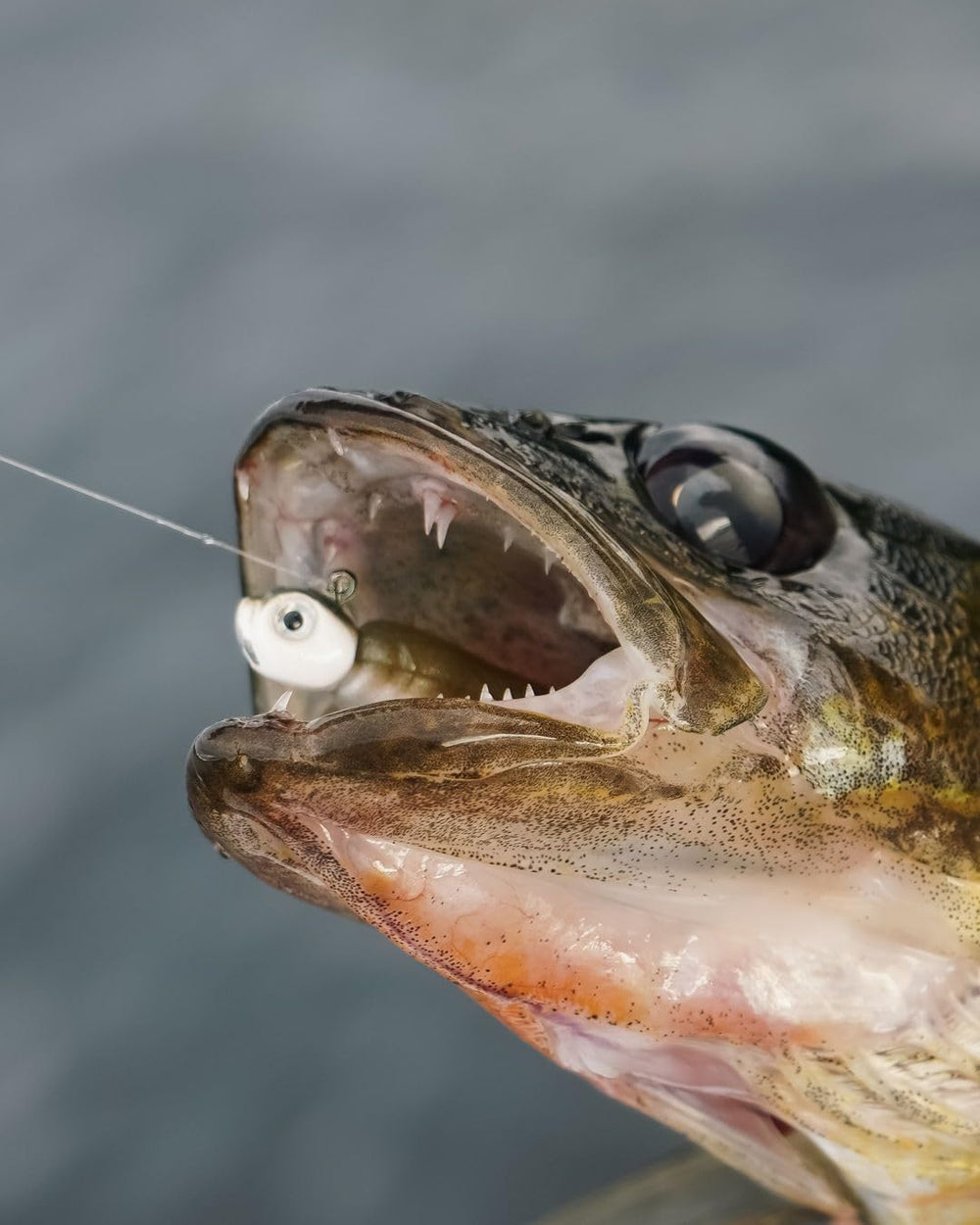 Guppy Head jig size and hook specs 3/16oz 1/0