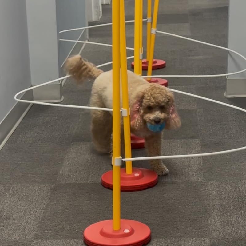 Dog agility weave pole guides 66-inch length provide clear cues for fast weaving.