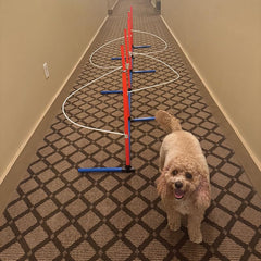 Dog agility weave pole guides snap-on attachment for quick setup on standard poles.
