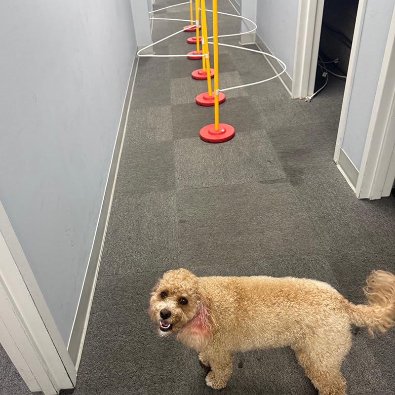 Dog agility weave pole guides offer clear cues for efficient weaving.