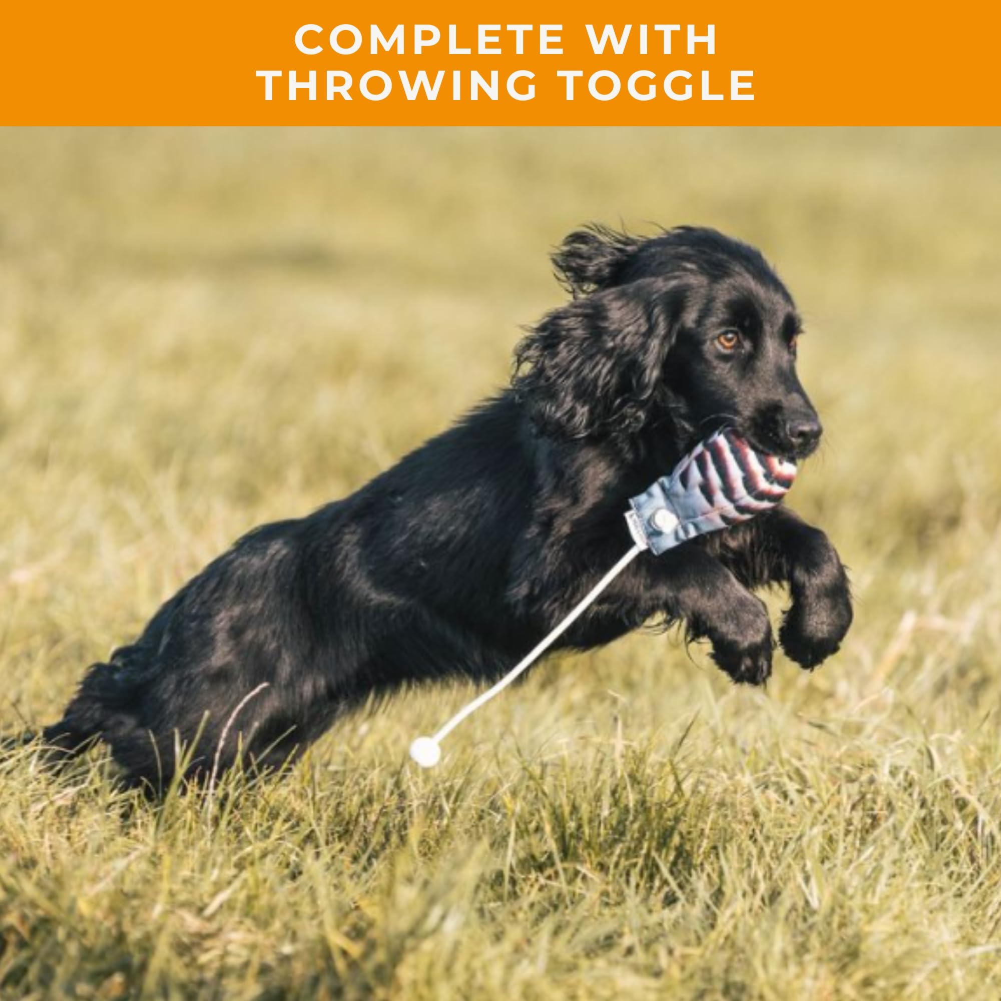 Dog & Field The Original Clone training session setup supports structured field drills.