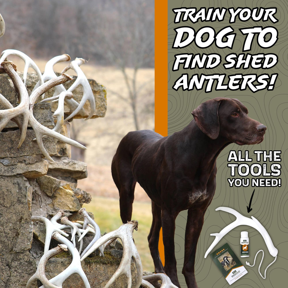 DogBone 2oz Antler Scent bottle supports nosework training in outdoor settings.