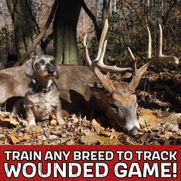 DogBone deer hunting companion setup helps recover lost game in the field.