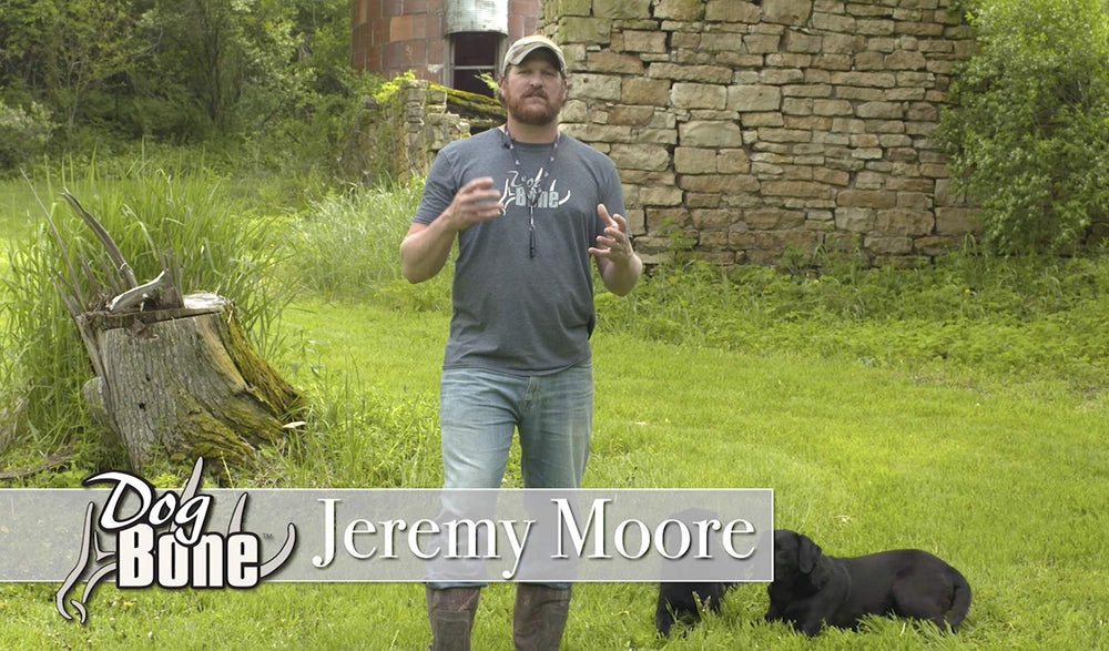 DogBone outdoor training scene encouraging shed discovery.