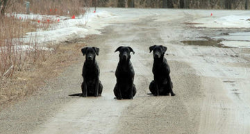 DogBone Home-to-field training concept image linking home drills to field settings.