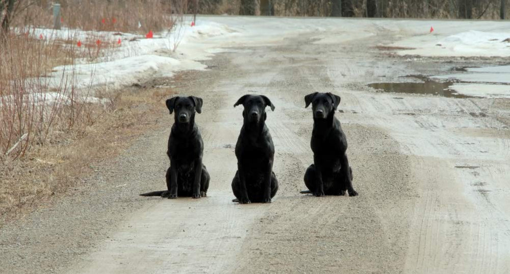 DogBone Home-to-field training concept image linking home drills to field settings.