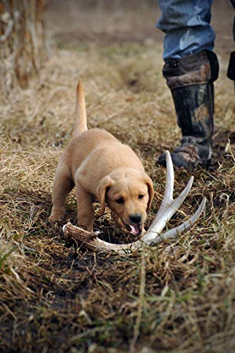 DogBone dog training for duck dog adaptation in the field.