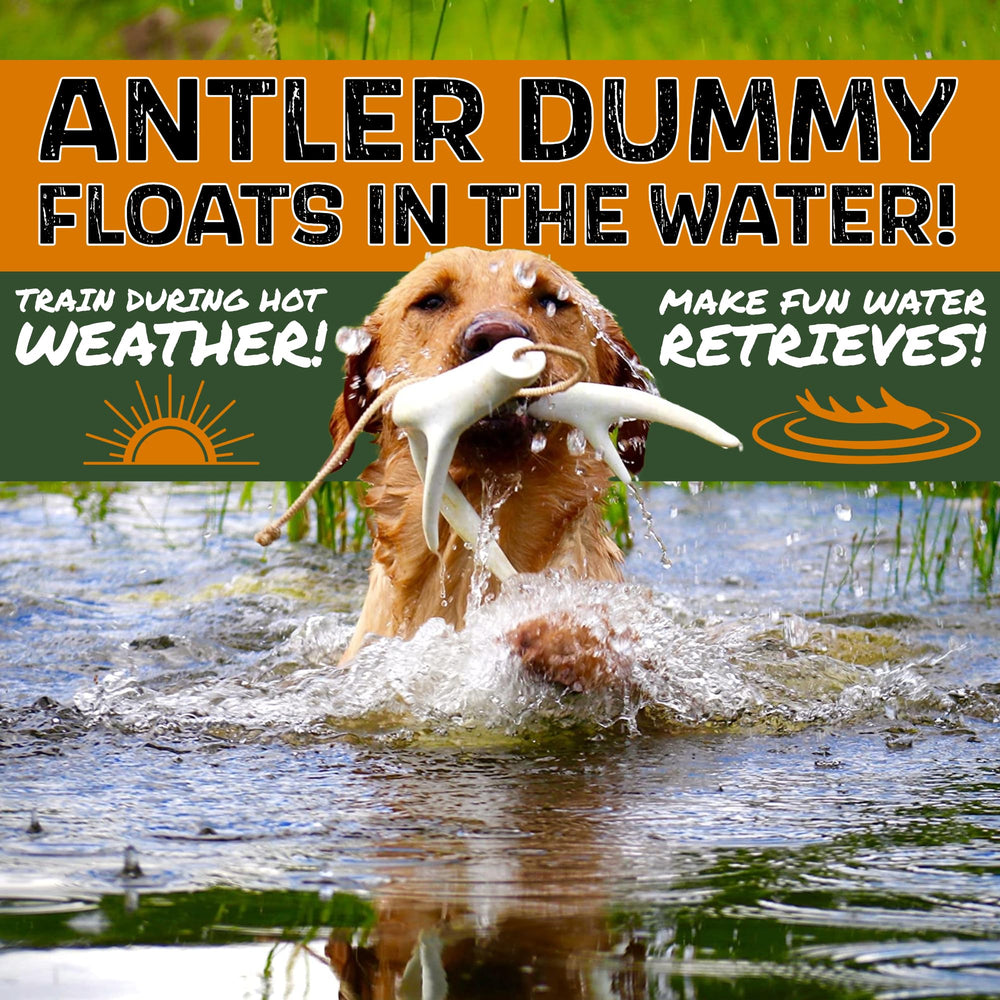 DogBone outdoors training with puppy strengthens bond and outdoor skills.