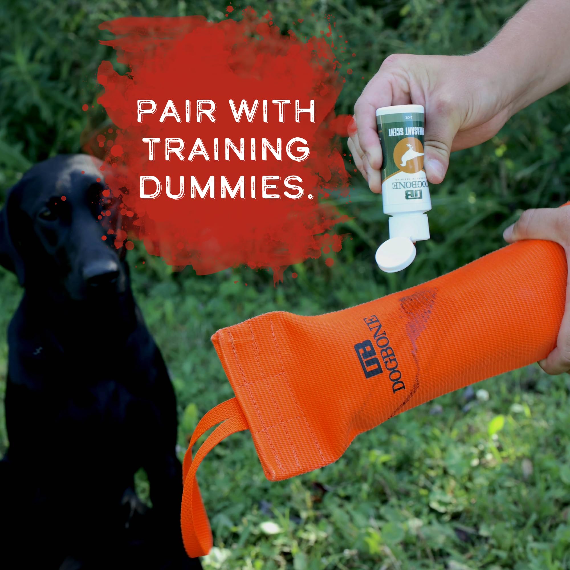DogBone pheasant scent dog sniffing to engage scent-based training.