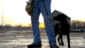 DogBone Positive reinforcement practice image emphasizing trust through calm cues.