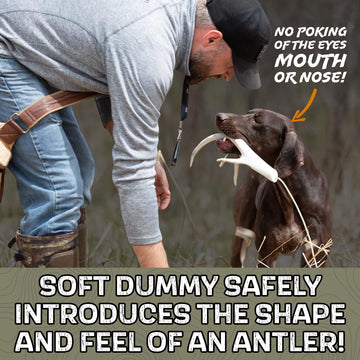 DogBone puppy retrieving practice in water builds confident returns.