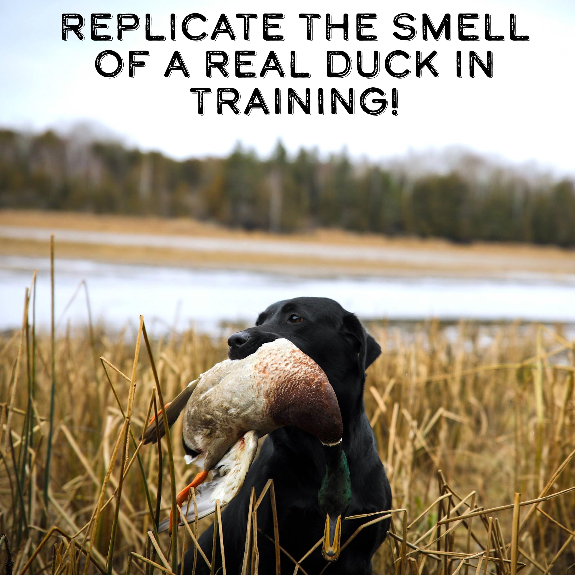 DogBone retrieve drill scene with duck scent for lifelike practice.