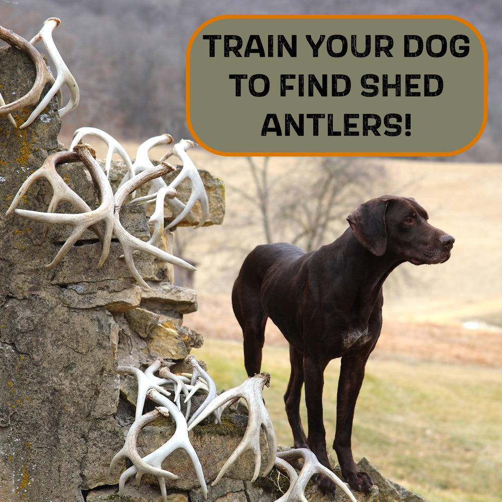 DogBone step-by-step instruction scene featuring expert trainer guidance.