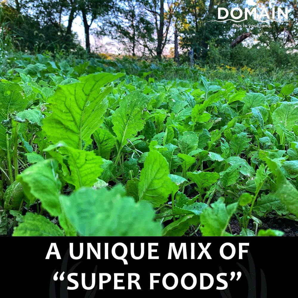 Domain Outdoor Bombshell cold-season greens ready for late-season forage.