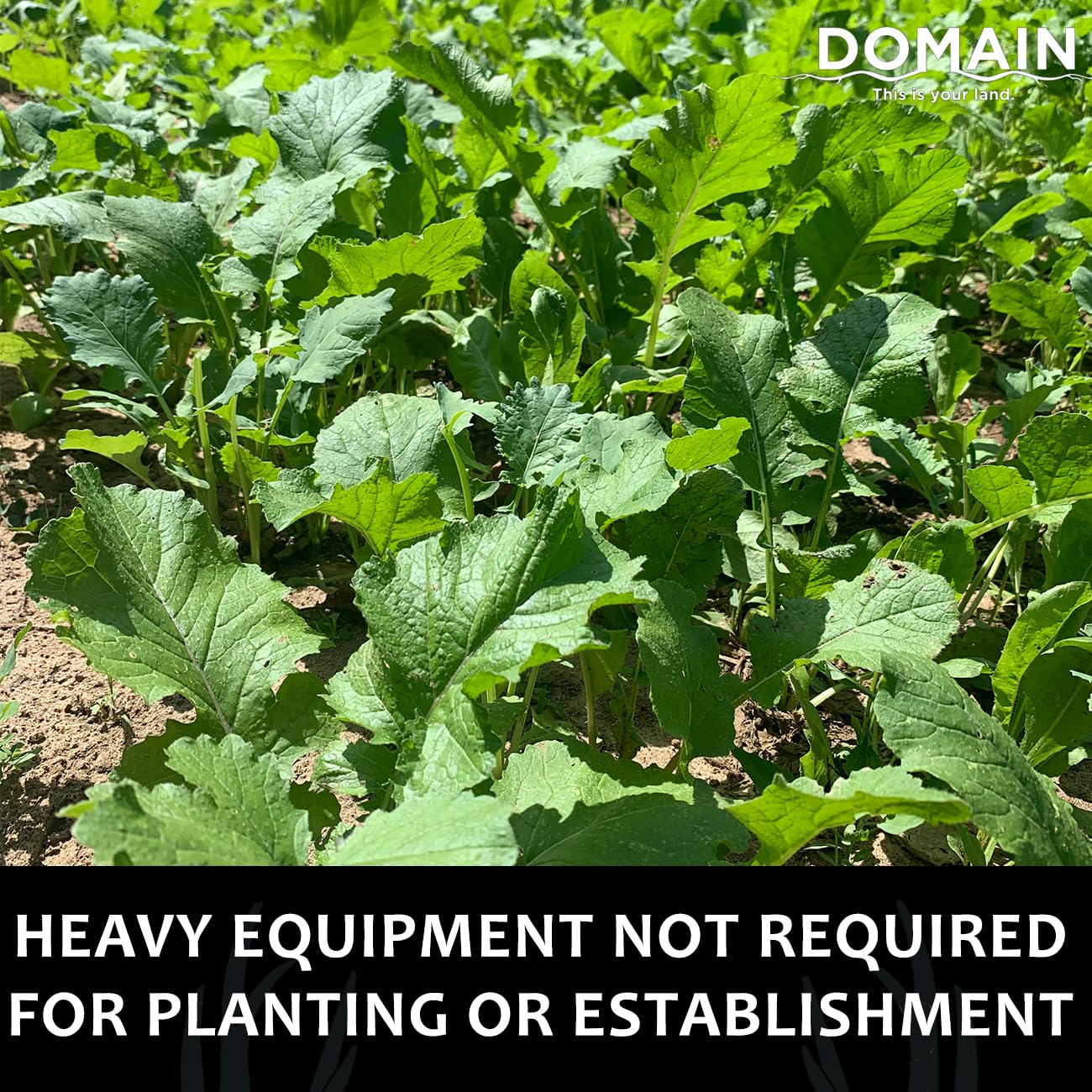 Domain Outdoor Bombshell plants thriving in heat and drought conditions.
