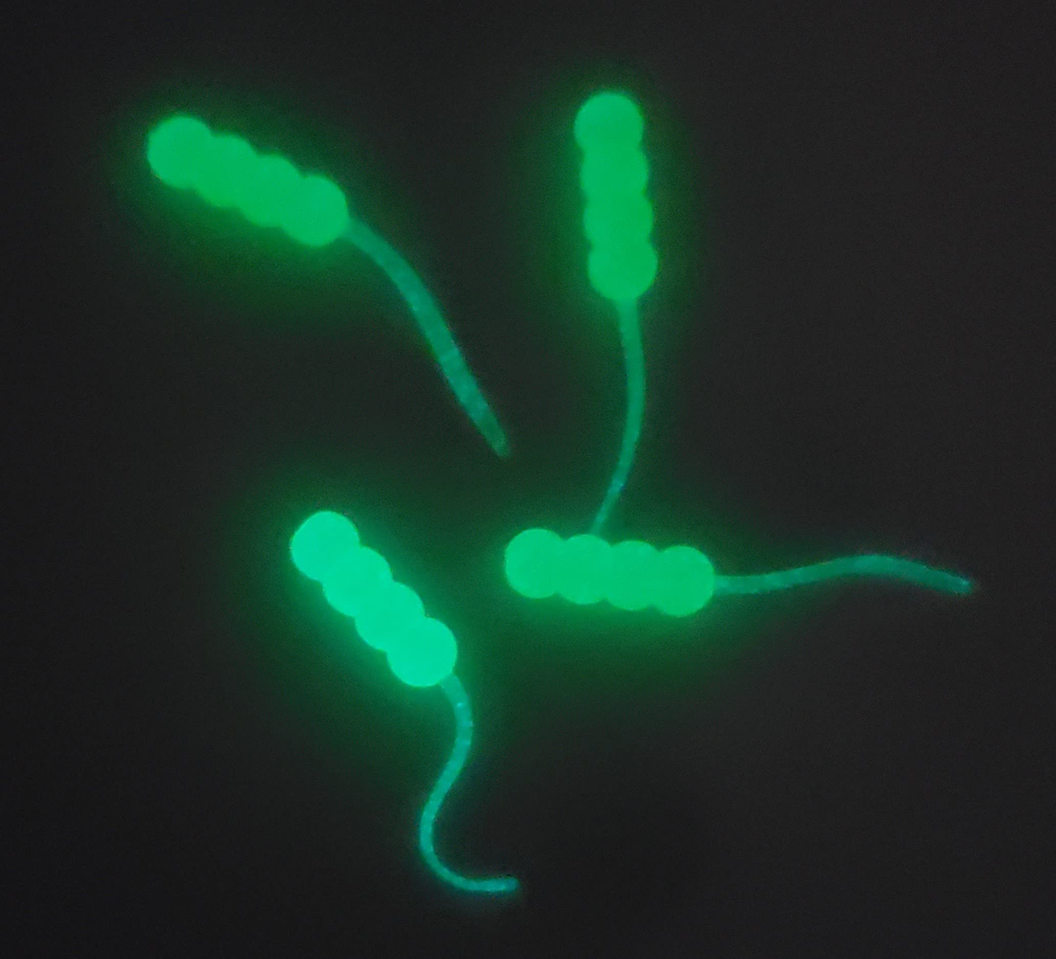 Double Catch Dancing Wax chartreuse glow enhances visibility in low light.