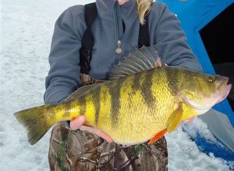 Double Catch Dancing Wax panfish bait suitable for shore and boat setups.