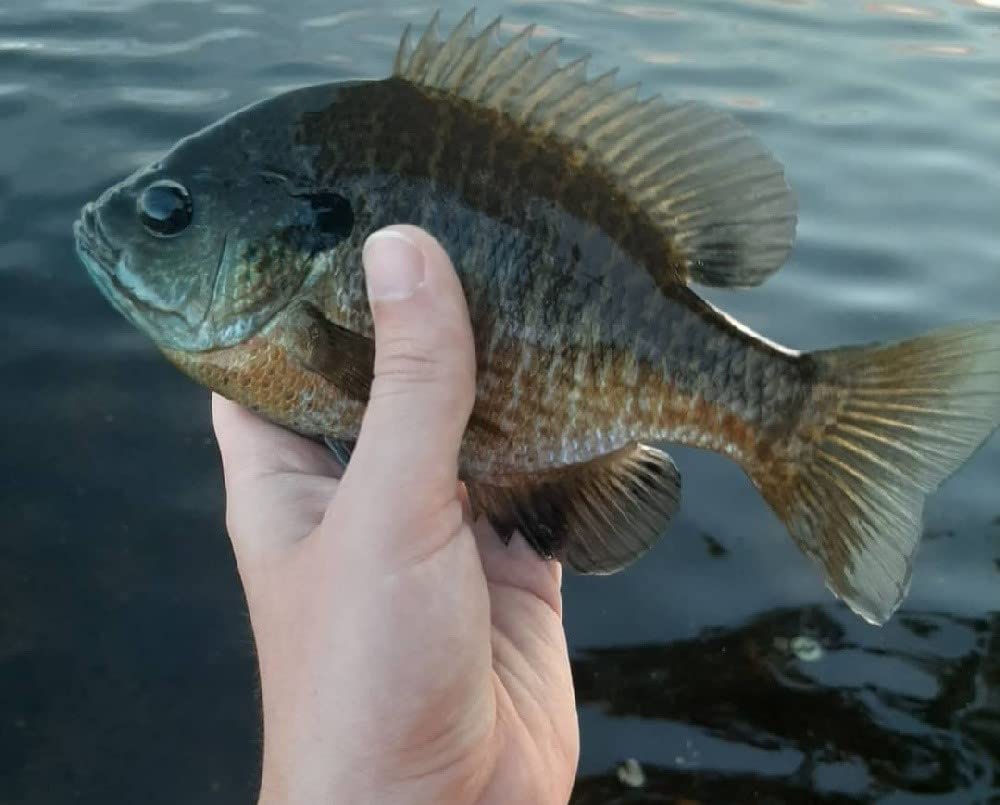 Double Catch Dancing Wax scented formula boosts hold on the fish.