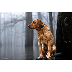 Drake Waterfowl Team Gun Dog TPU Collar with adjustable strap for a custom fit