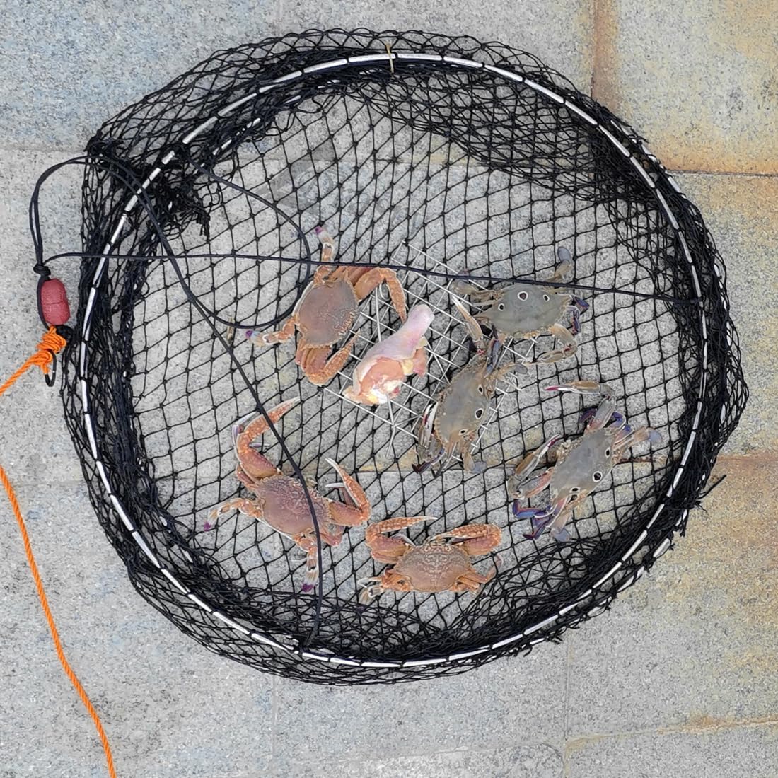 Drasry crab ring trap reinforced bottom mesh keeps bait centered.