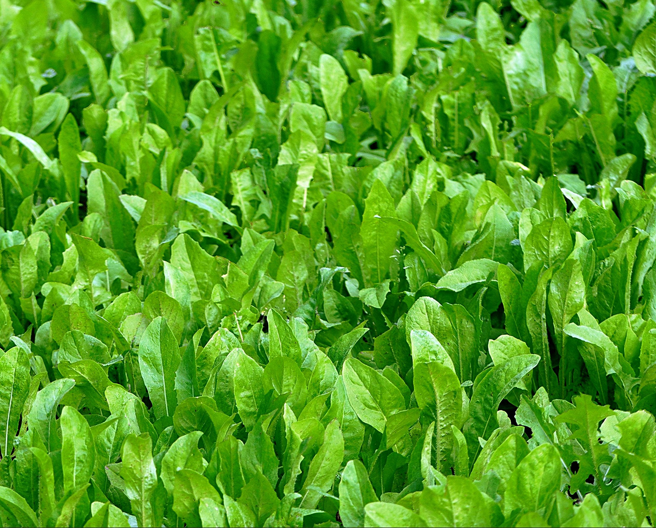 Drought and cold tolerant chicory seed for Whitetail plots