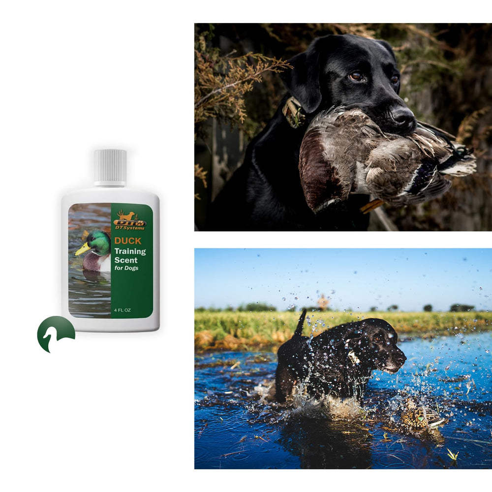 DT Systems dog tracking training session using duck scent.