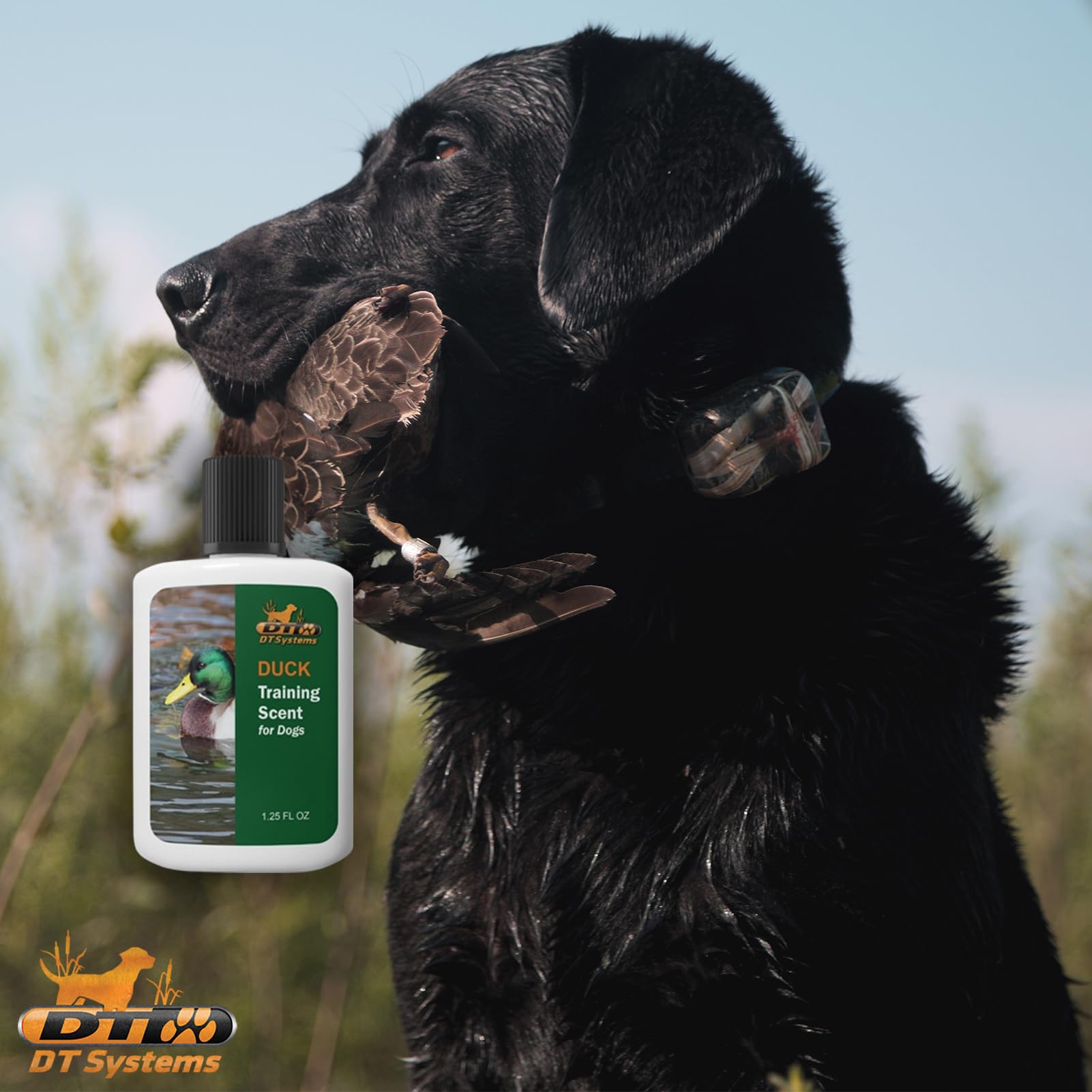 DT Systems Super Pro scent on a training dummy to create lifelike scent trails.