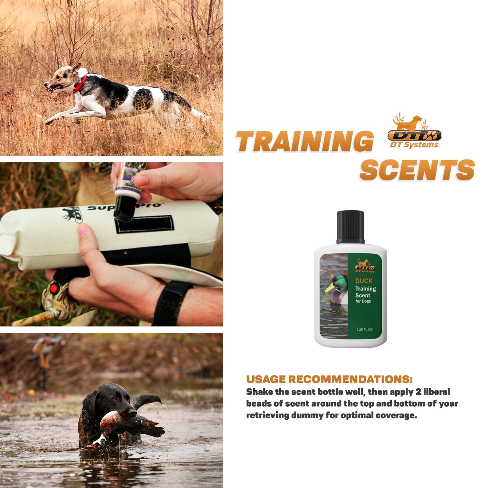 A dog follows a DT Systems scent during a training session to improve trail awareness.