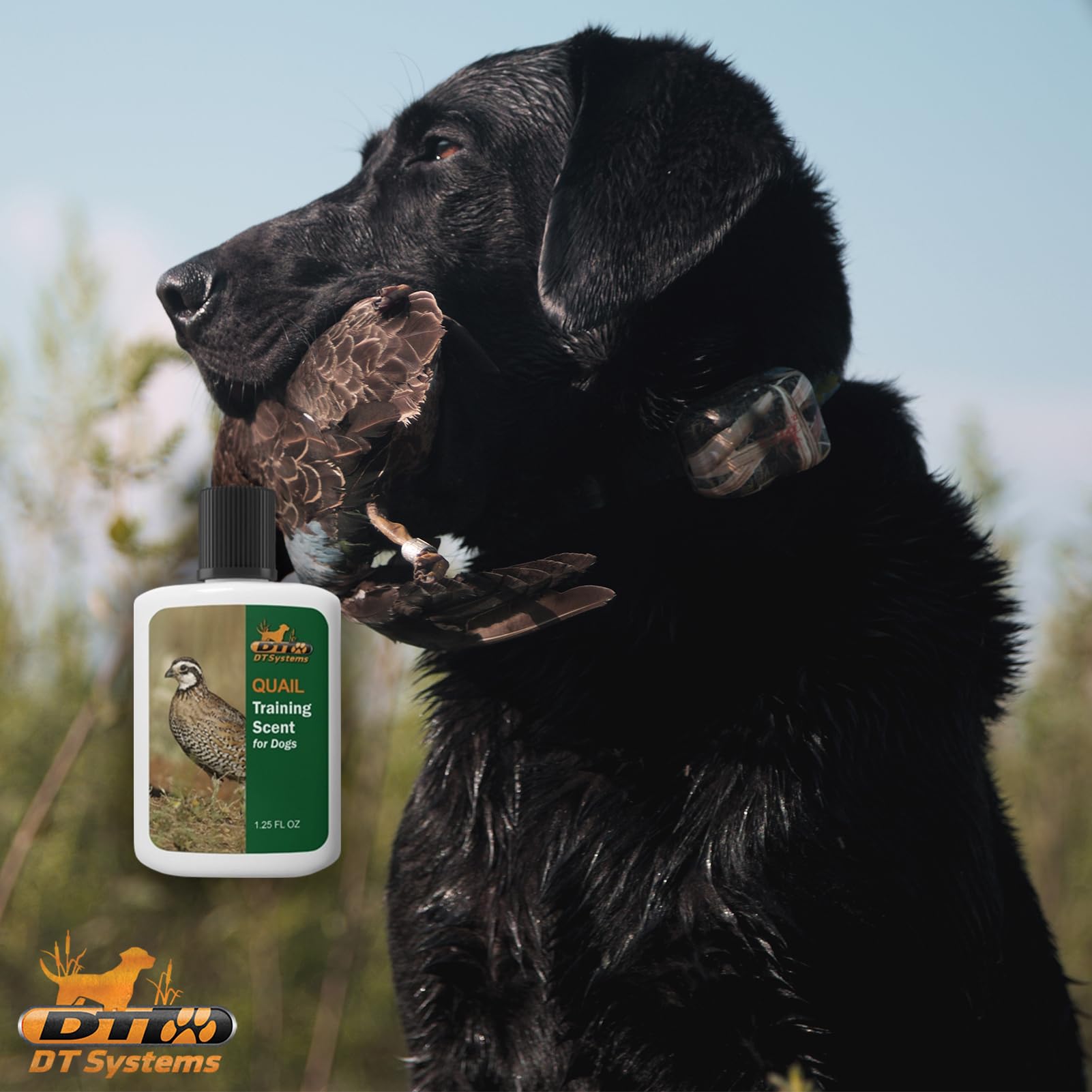 DT Systems Training Scent Quail used with dog and dummy to teach tracking.