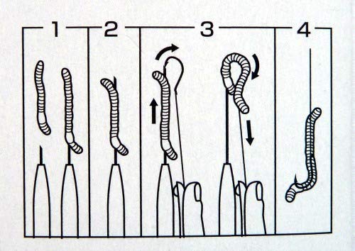 Earthworm baiting setup in tackle box