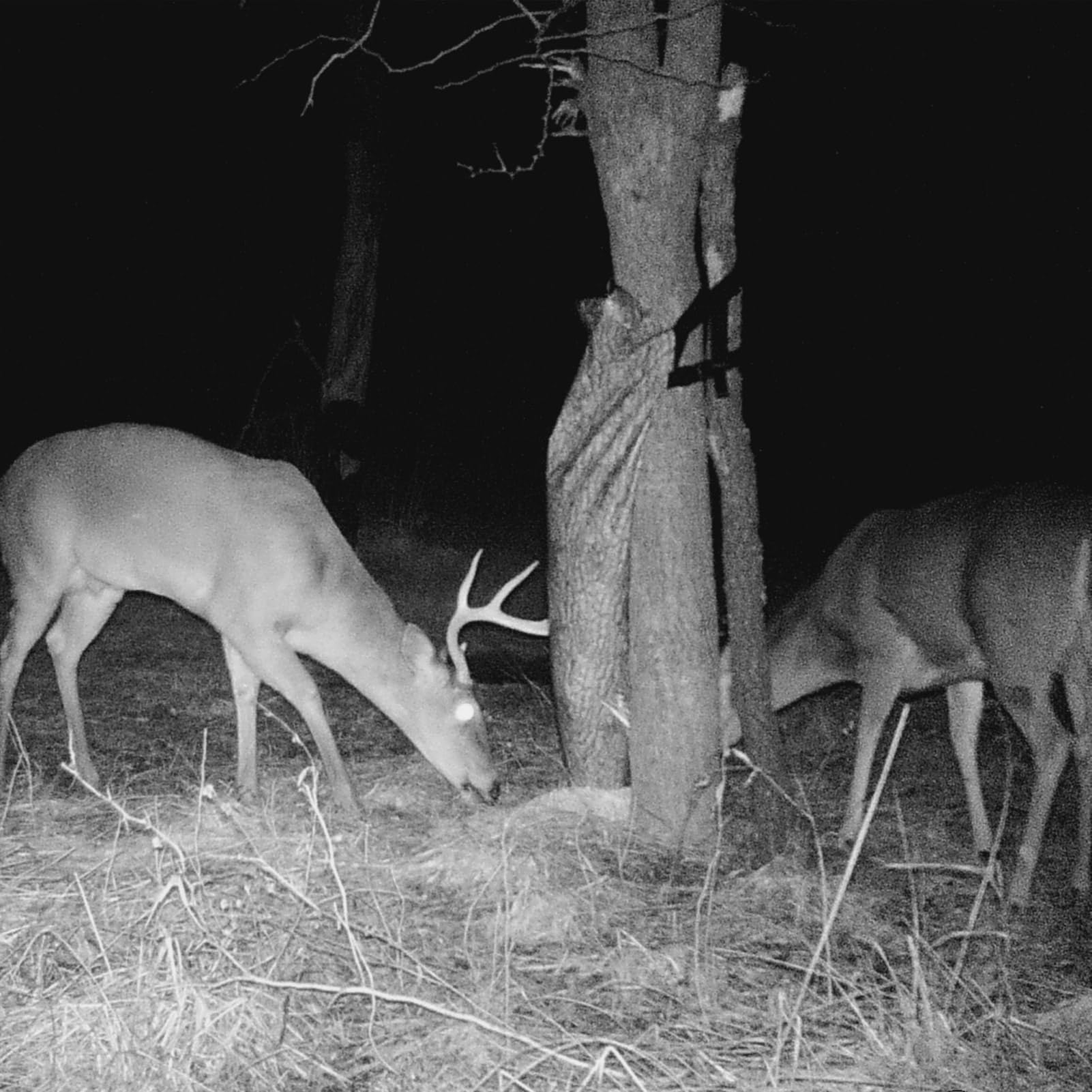 Lightweight, easy-to-transport deer feeder