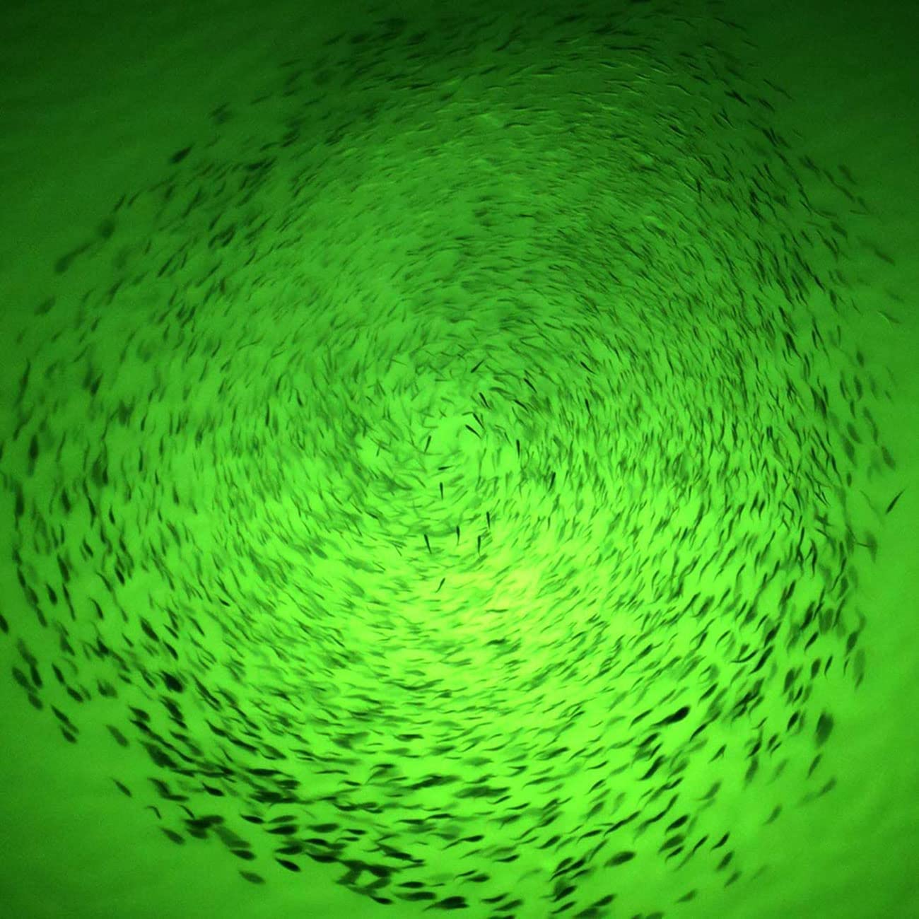 Eight-pack of waterproof fishing lights for saltwater and freshwater
