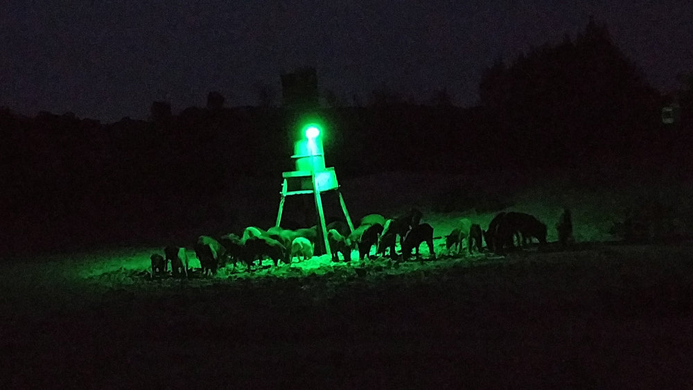 Elusive Wildlife Kill Light compact design enables quick setup on feeder, tree, or post.