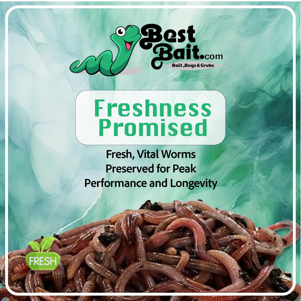 Nightcrawlers used as fishing bait with anglers gear