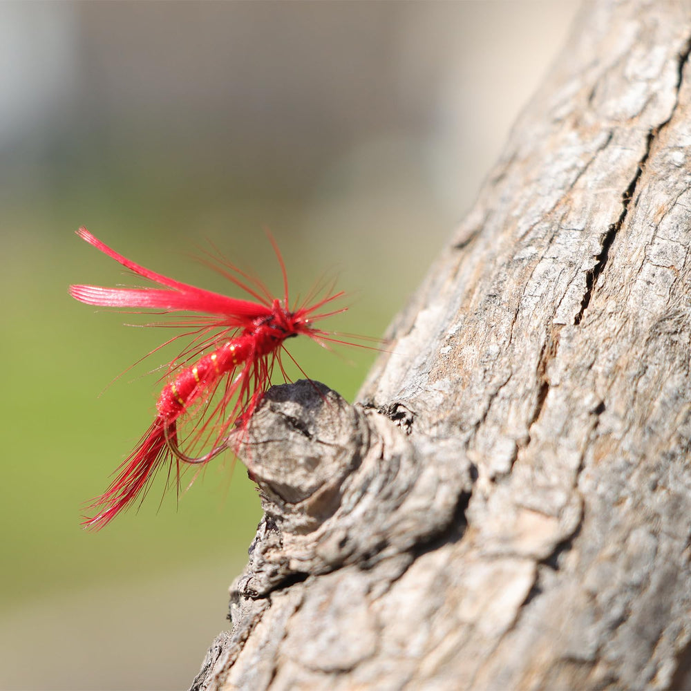 Popper flies and Wolly Bugger patterns