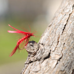 Popper flies and Wolly Bugger patterns